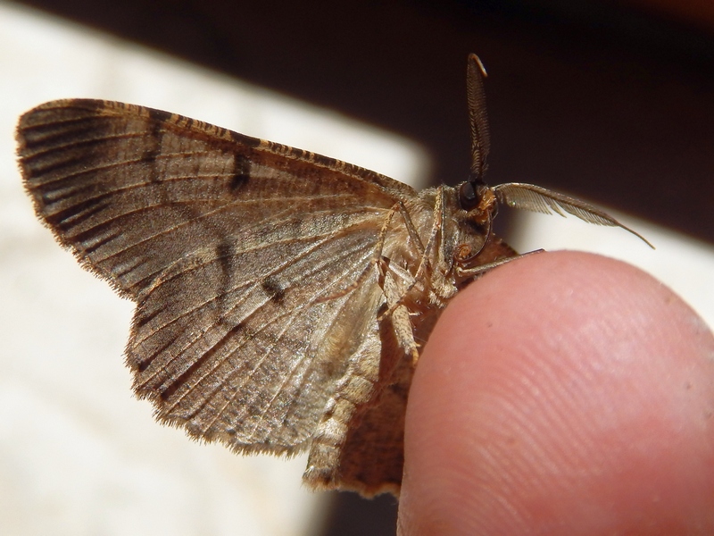 Ectropis crepuscolaria? No, Hypomecis punctinalis